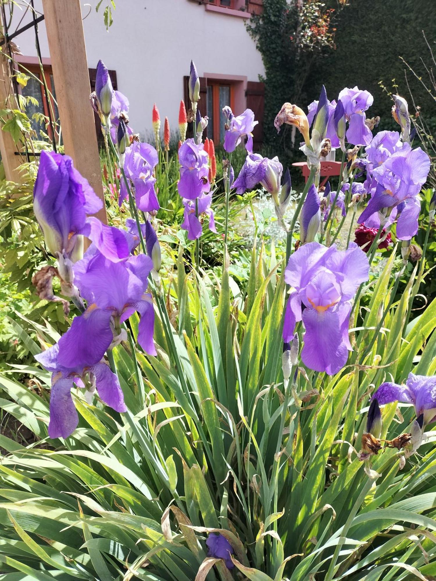 Les Hortensias La Souris Des Champs Étival-Clairefontaine Dış mekan fotoğraf